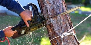 Best Tree Removal  in Livingston, TX