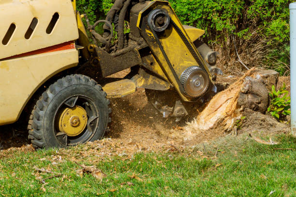 Best Lawn Drainage Solutions  in Livingston, TX